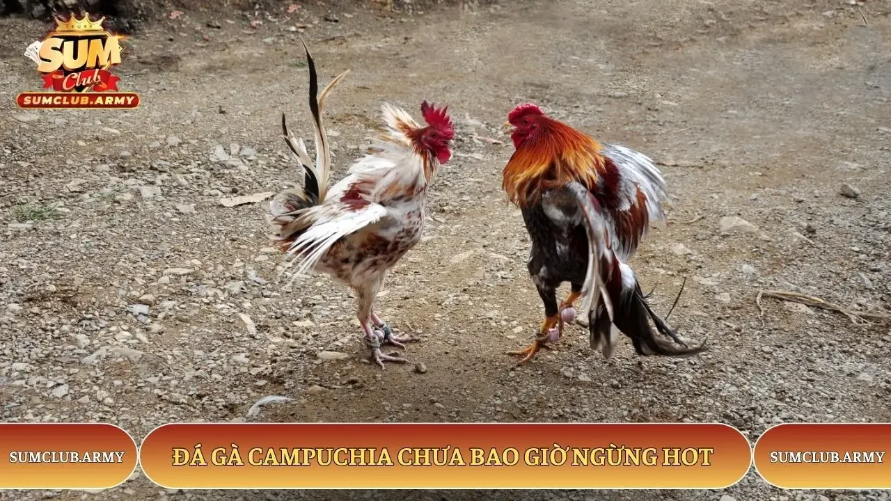 Đá gà Campuchia Sumclub chưa bao giờ ngừng hot