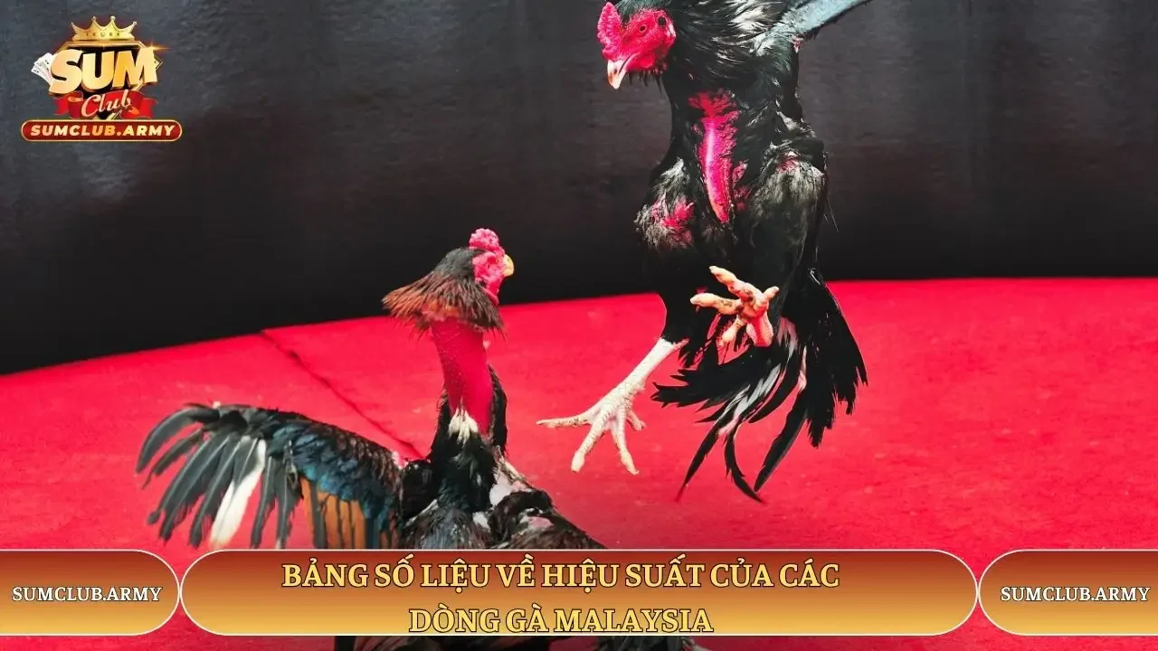 Bảng số liệu về hiệu suất của các dòng gà Malaysia Sumclub Bảng số liệu về hiệu suất của các dòng gà Malaysia Sumclub